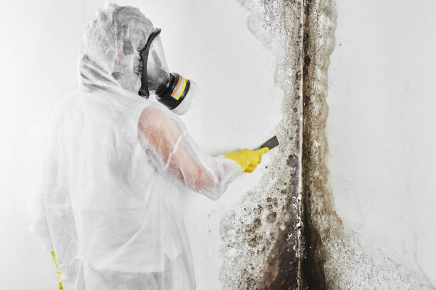 Best Mold Cleaning Services  in South Bend, IN