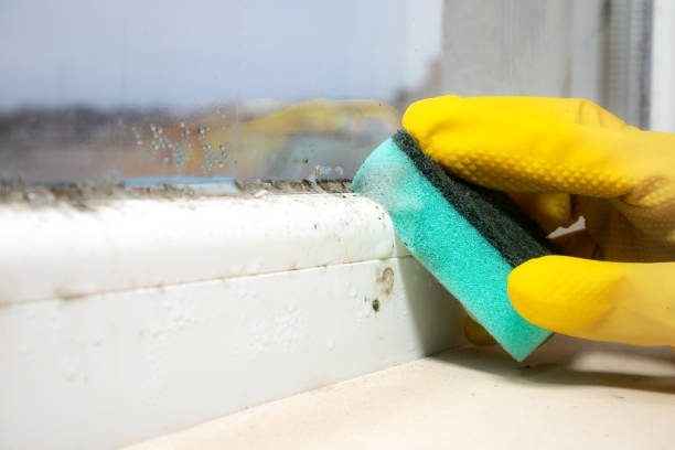 Best Toxic Mold Removal  in South Bend, IN