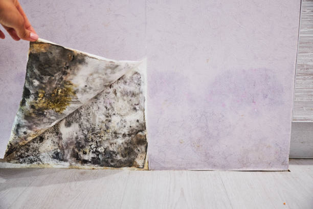 Best Mold Testing and Removal  in South Bend, IN